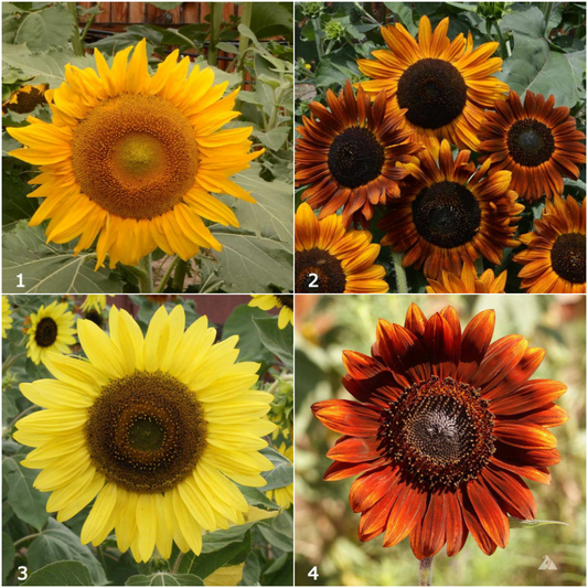 Four photos of various sunflowers: Dwarf Incredible, (2) Earth Walker, (3) Lemon Queen, (4) Velvet Queen.