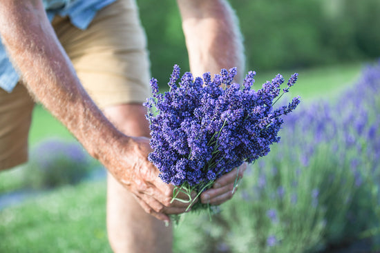 A close-up view of English lavender bundle. It is purple/blue in color with green stems.