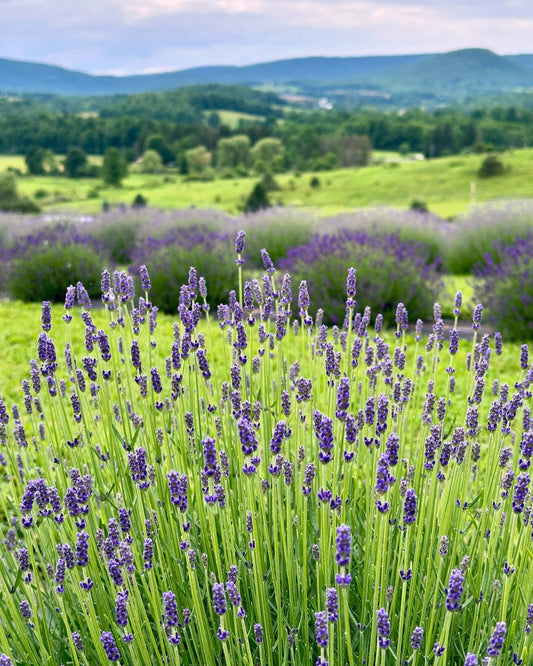 Fridays on the Farm - July 10, 2026