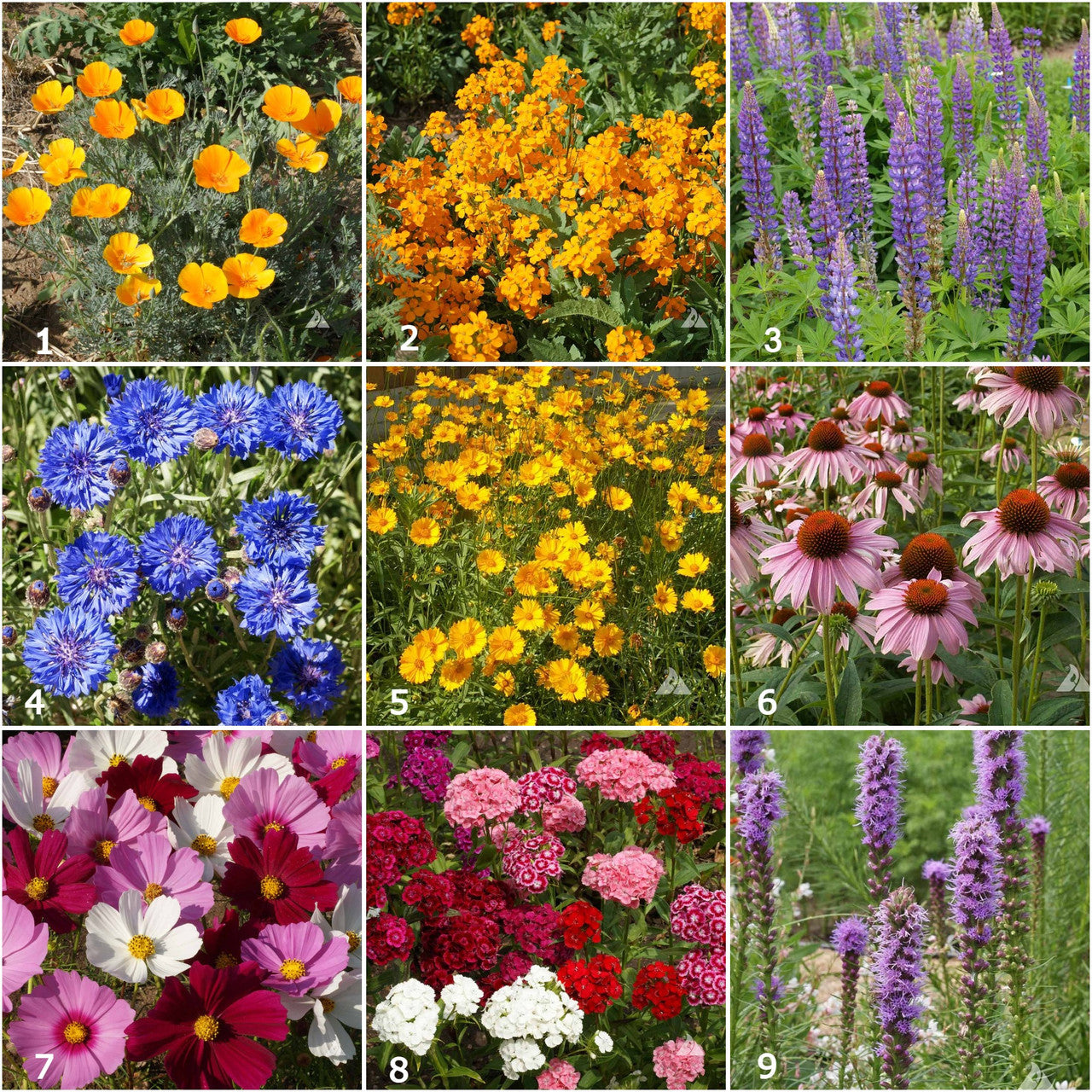 Various brightly colored garden flowers that come in oranges, blues, purples, and pinks.