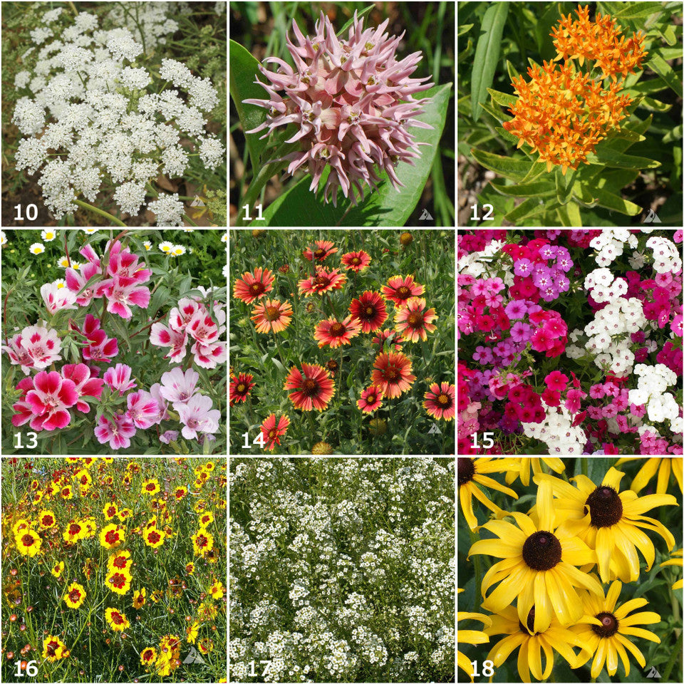 Various brightly colored garden flowers that come in oranges, blues, purples, and pinks.