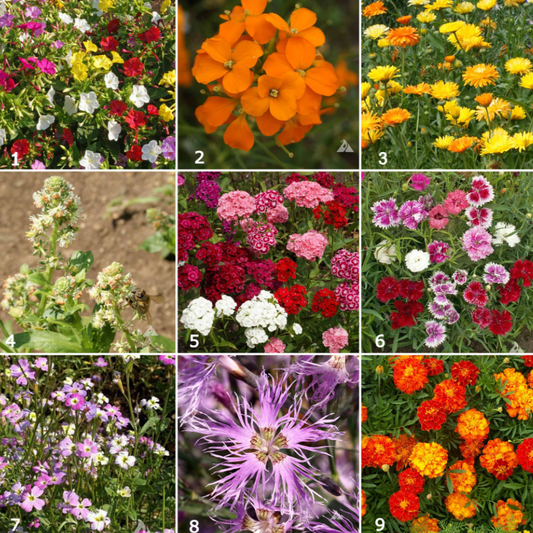 Various brightly colored garden flowers that come in oranges, blues, purples, yellows, and pinks.