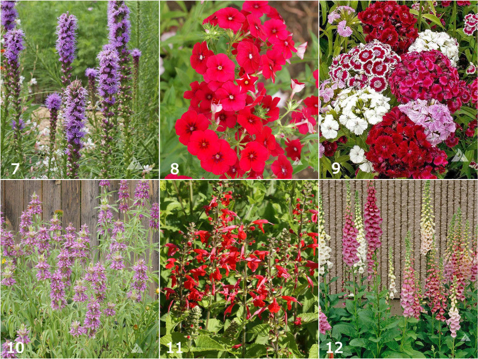 Various brightly colored garden flowers that come in blues, reds, purples, and pinks.